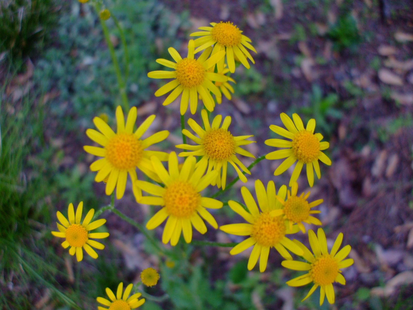 Senecio obovatus